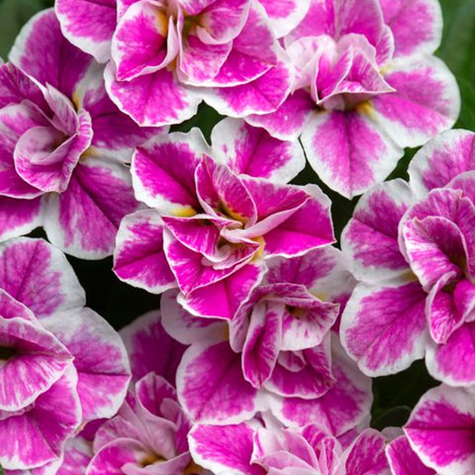 カリブラコア　カリタスティックダブル 