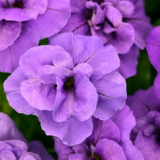 カリブラコア　カリタスティックダブル 