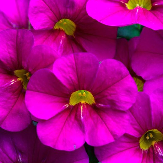 カリブラコア　カリタスティック 