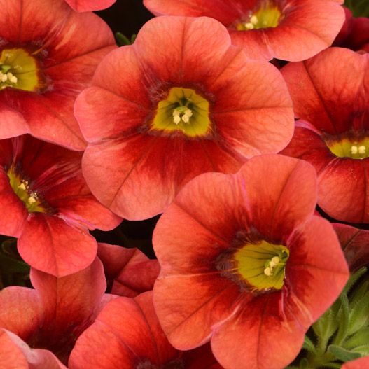 カリブラコア　カリタスティック 