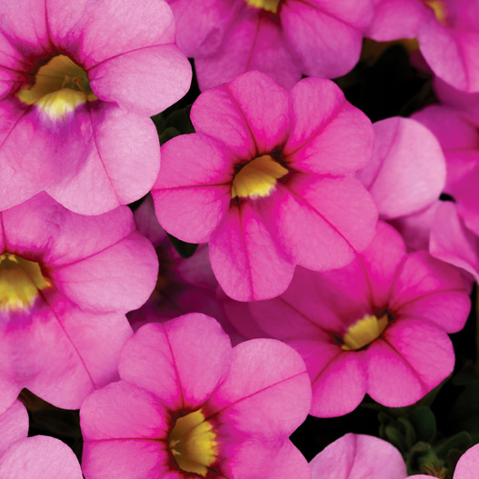 カリブラコア　カリタスティック 