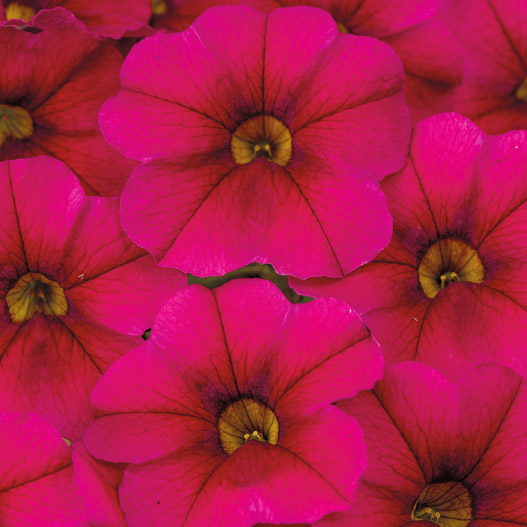 カリブラコア　カリタスティック 