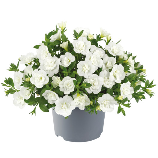 カリブラコア　ロージーズ 