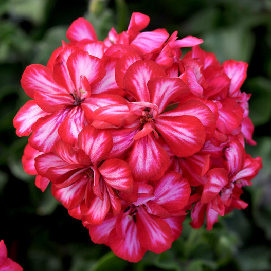 アイビーゼラニウム　フォーカス 