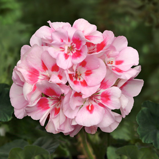 ゼラニウム　ショーケース 