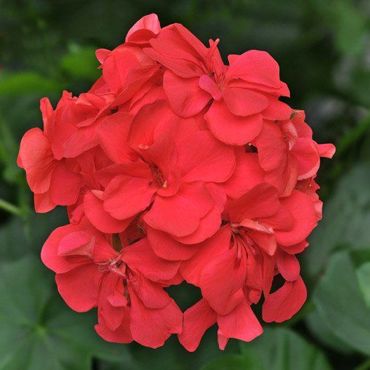 アイビーゼラニウム　カラーケード 