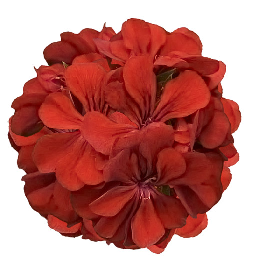 アイビーゼラニウム　カラーケード 