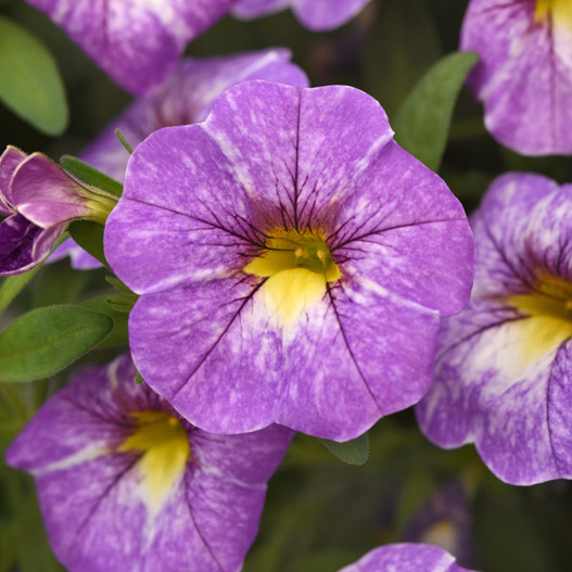 カリブラコア　チャチャ 