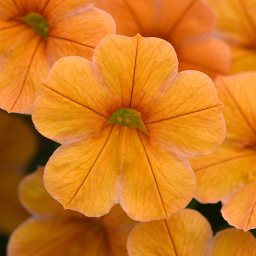 カリブラコア　チャチャ 