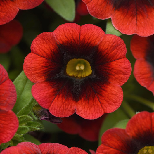 カリブラコア　チャチャ 