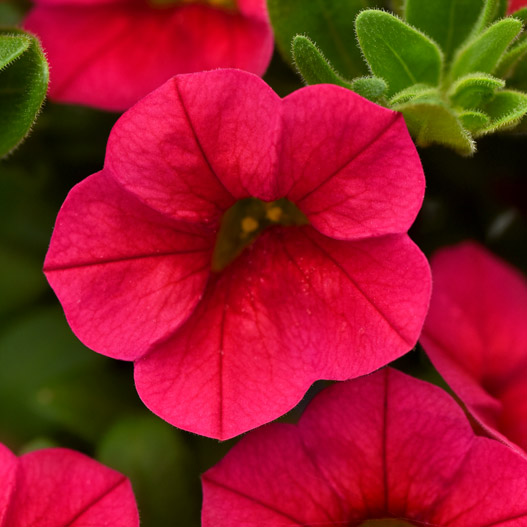 カリブラコア　サンバ 