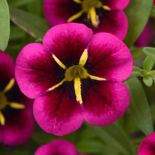 カリブラコア　シャル・ウィ・ダンス 