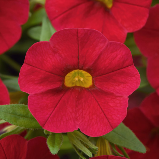 カリブラコア　シャル・ウィ・ダンス 