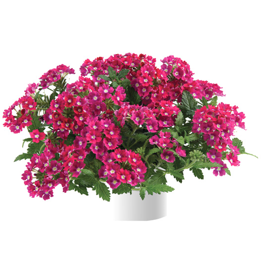 バーベナ　ヴァネッサ 