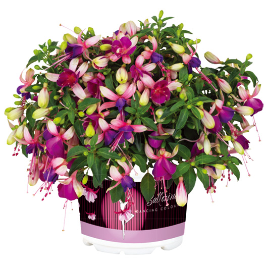 フクシア　バレリーナ 