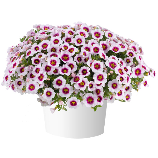 カリブラコア　アイコニック 