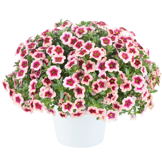 カリブラコア　アイコニック 