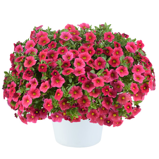 カリブラコア　リア 