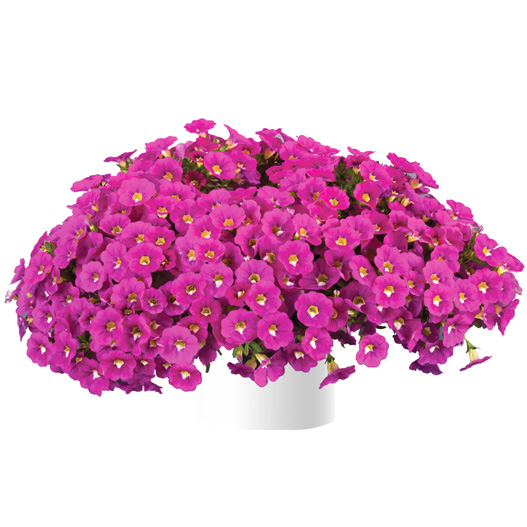 カリブラコア　ノア 