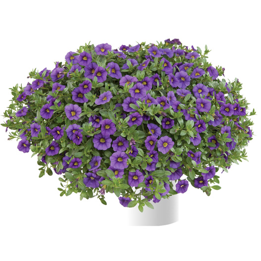 カリブラコア　ノア 