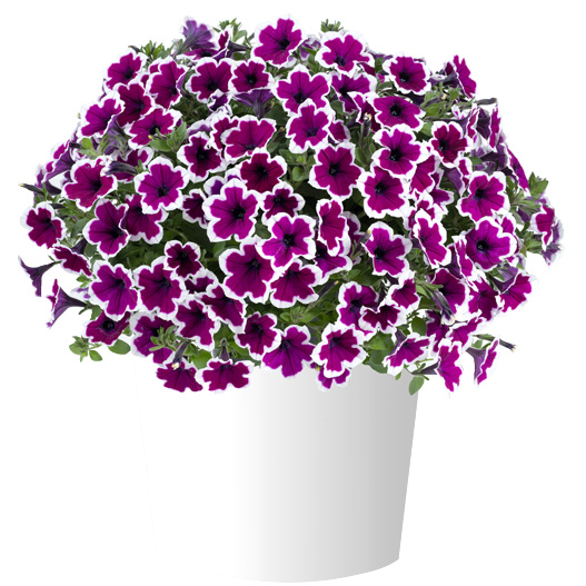 ペチュニア　カペラ 