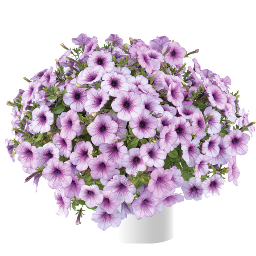 ペチュニア　カペラ 