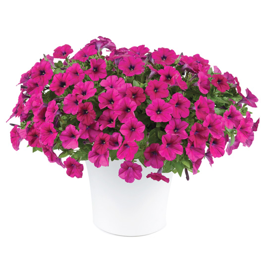 ペチュニア　カペラ 