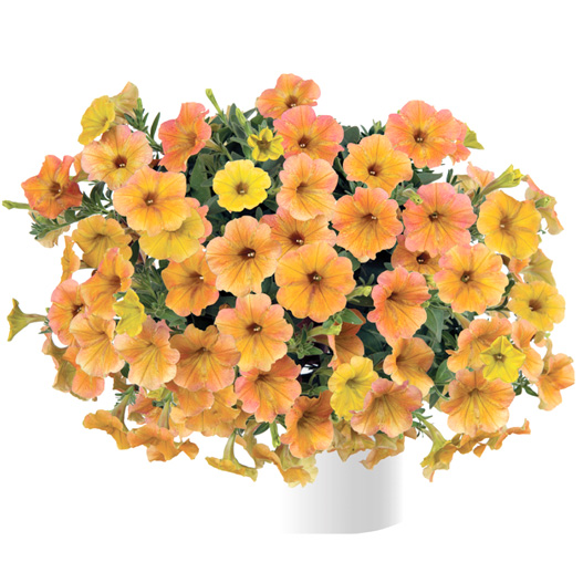 ペチュニア　カスカディアス 