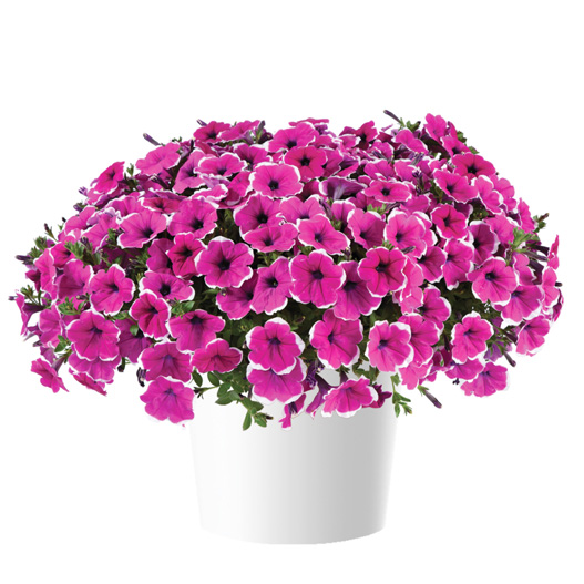 ペチュニア　カスカディアス 