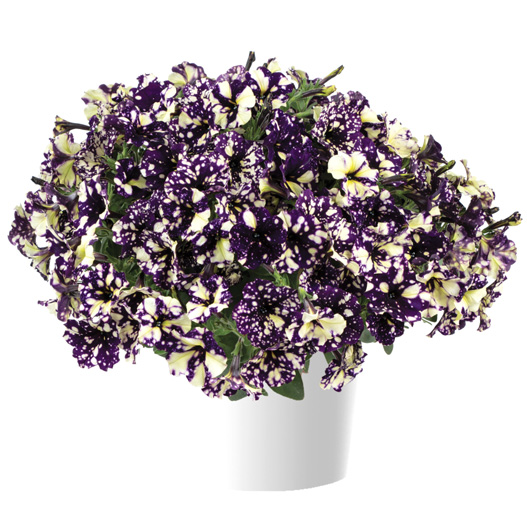 ペチュニア　スプラッシュダンス 