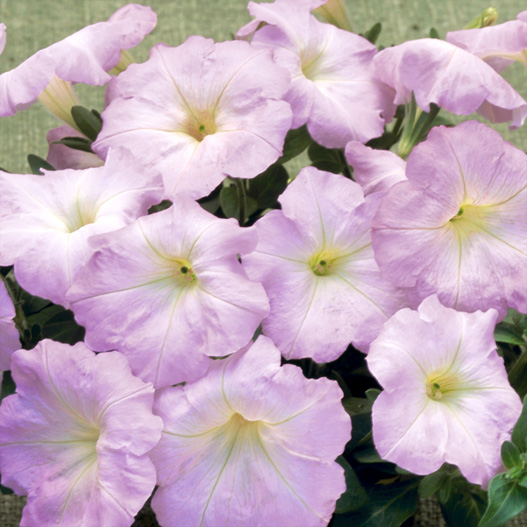 ペチュニア ディーバ