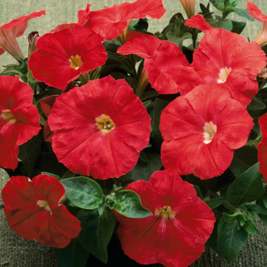 ペチュニア ディーバ