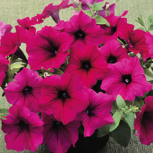 ペチュニア ディーバ