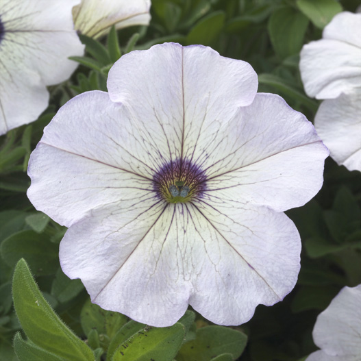 ペチュニア ディーバ