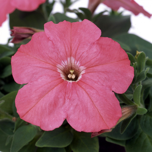 ペチュニア バカラ シリーズ