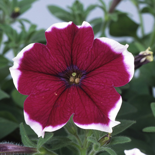 ペチュニア バカラ シリーズ