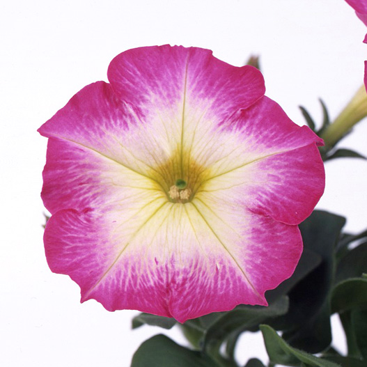 ペチュニア バカラ シリーズ