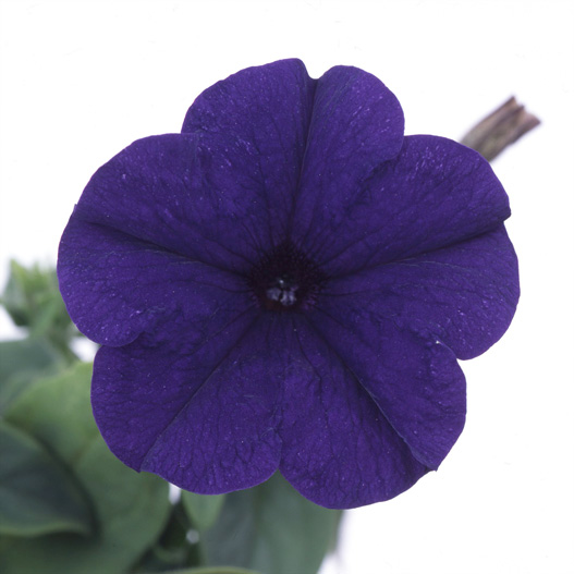 ペチュニア バカラ シリーズ