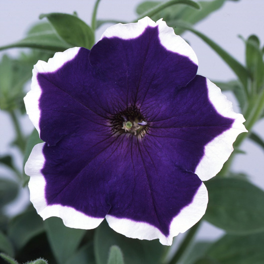 ペチュニア バカラ シリーズ