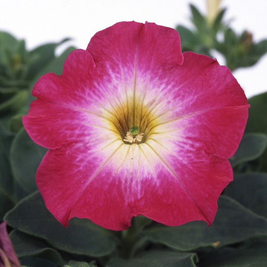 ペチュニア バカラ シリーズ