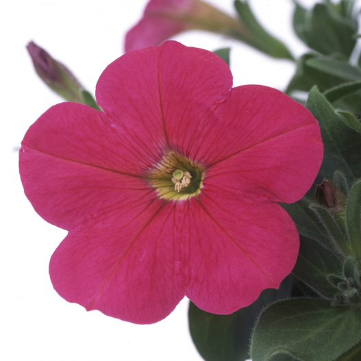 ペチュニア バカラ シリーズ