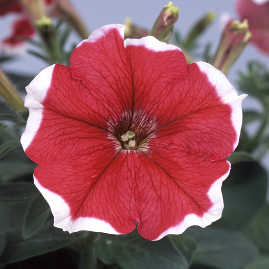 ペチュニア バカラ シリーズ