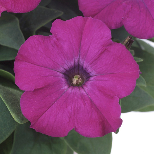 ペチュニア バカラ シリーズ