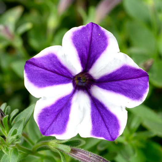 ペチュニア　レッドカーペットコレクション 