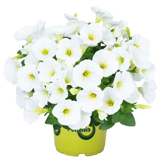 ペチュニア　ポッチュニア 