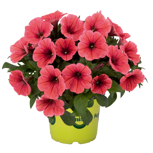 ペチュニア　ポッチュニア 