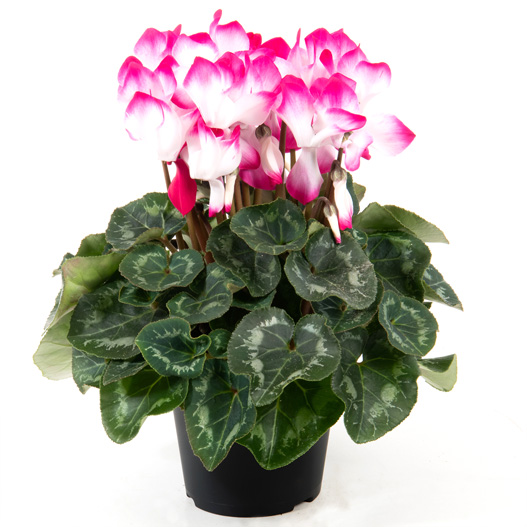 シクラメン様 シクラメン ジックス | 株式会社ハクサン｜花や植物、園芸資材を