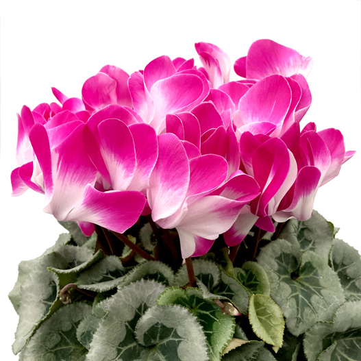 シクラメン　オルニス 