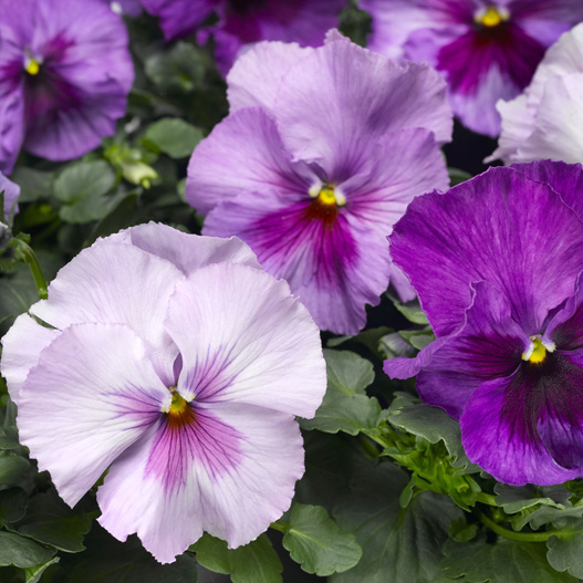 パンジー F1 デルタPRO(デルタプロ) シリーズ｜WEBカタログ｜未来