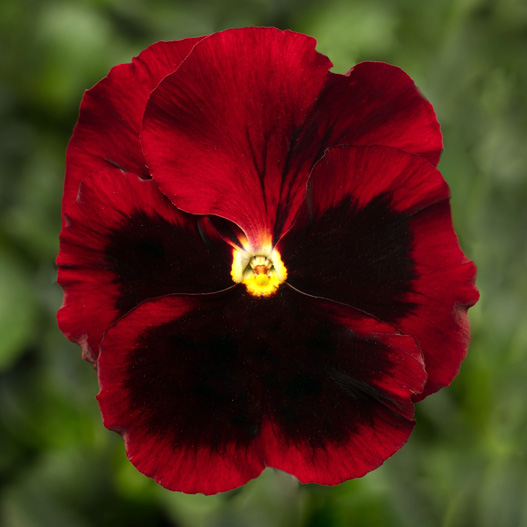 パンジー F1　デルタPRO(デルタプロ) シリーズ 